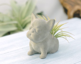 Air Plant Holder - Concrete, Concrete Small French Bulldog Sit Up Air Plant/Succulent pot, Wedding Favors, Home Office Decor, Modern Planter