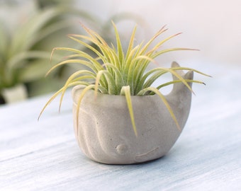 Concrete Small Whale Air Plant Planter | Home Decor | Office Decor | Animal Planter | Gift for Her