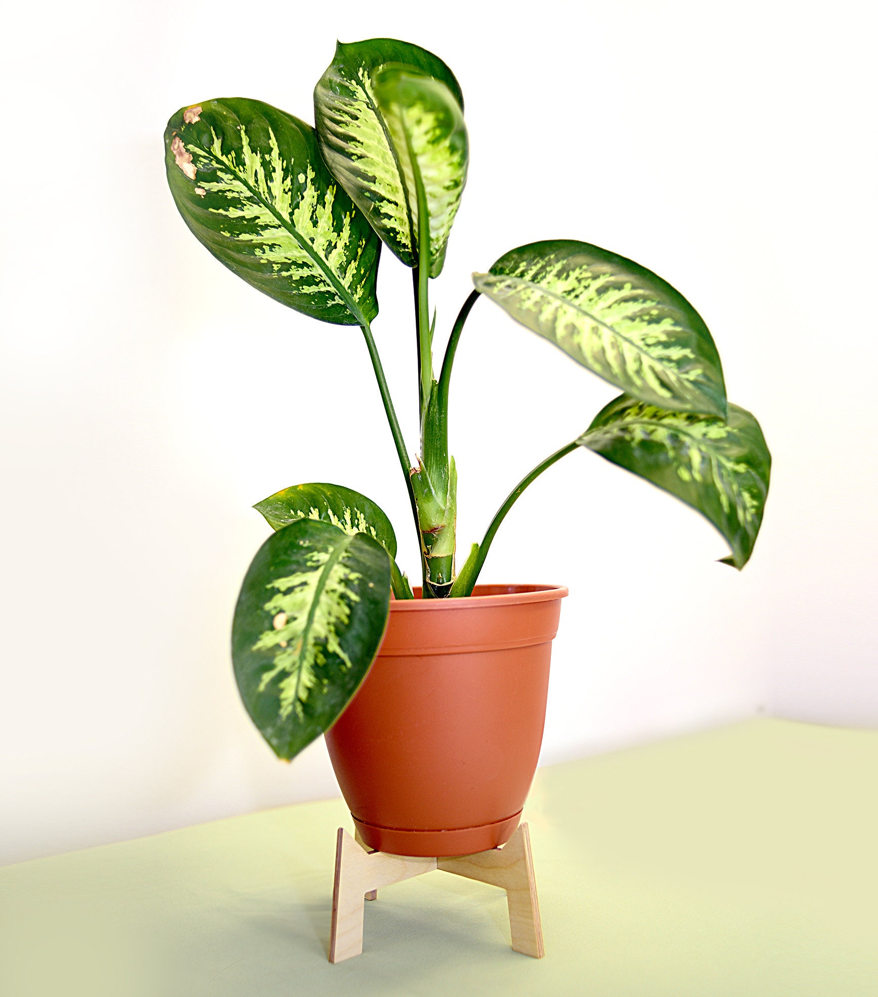 5 & 8 Wood Plant Stand Pot Stand Indoor | Etsy