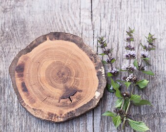 Wood coasters, Set of 6, Wooden drink coasters, Cup holder coasters, Coffee table coasters, Rustic table decor, Housewarming gift, Woodland