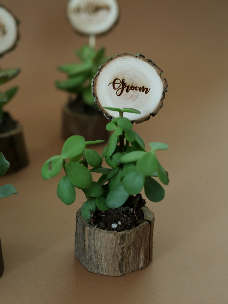 Wedding table decors- place cards and a gift for guests. Naturally dried oak pots for succulents with laser engraved wooden name tags. Closer look an a name tag with name "GROOM" on it.