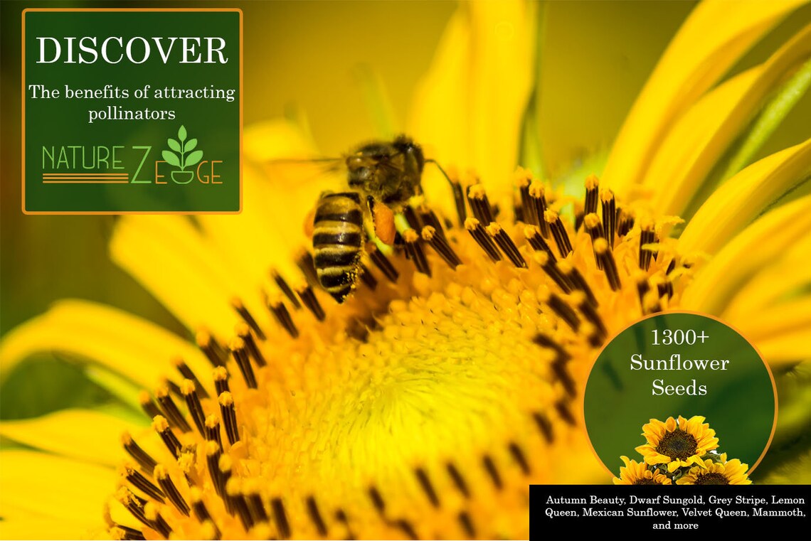 1300 Sunflower Seeds Variety Pack Sunflower Seeds for Etsy