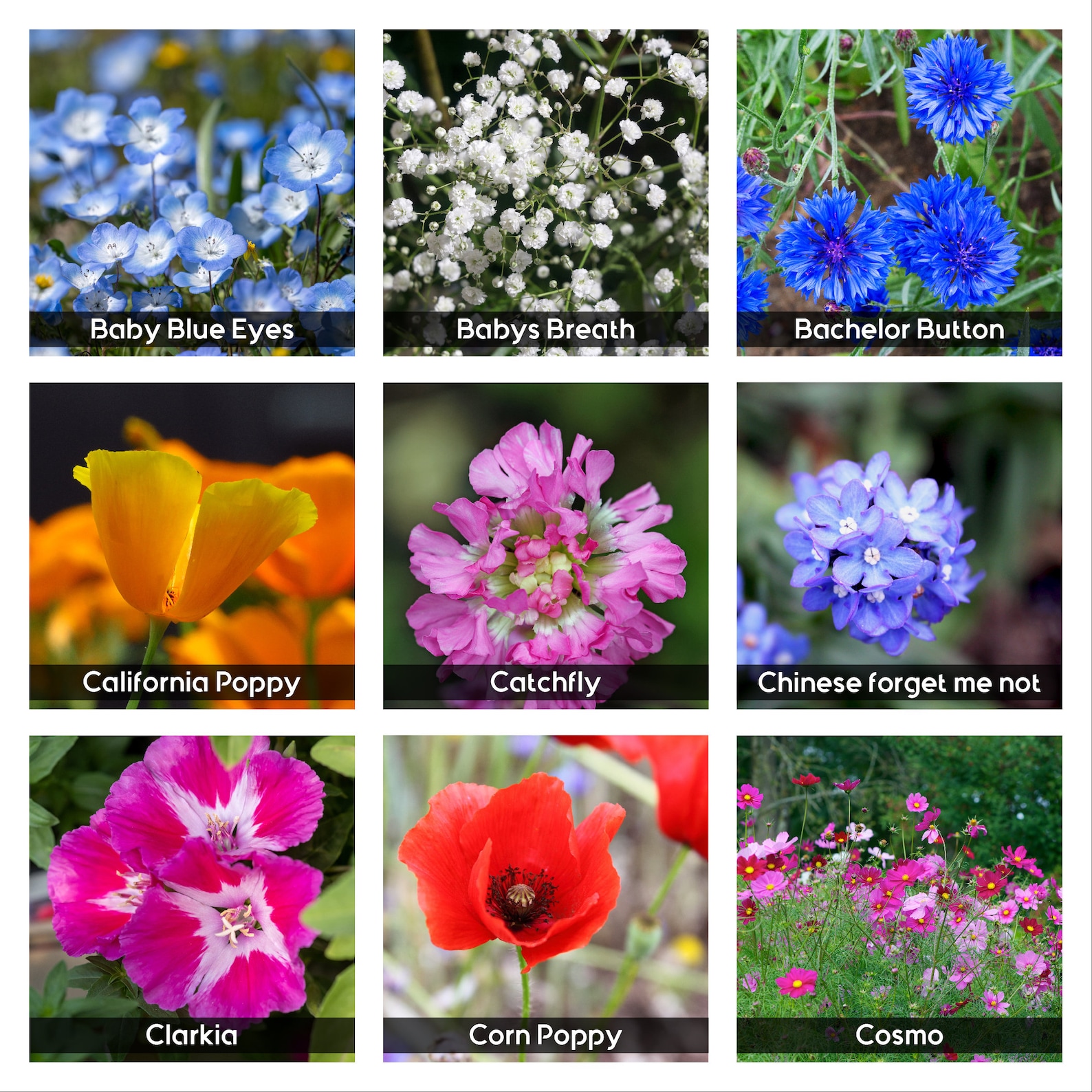 Wildflower Seeds 35 Varieties of Flowers Mix of Annual and Etsy Australia