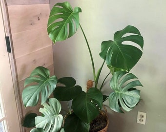 Monstera Deliciosa | Pot de pépinière de 4 po et 6 po. | Plante parfaite pour débutant | Plante d'intérieur facile d'entretien | Plante d'intérieur vivante | Plantes tropicales uniques |