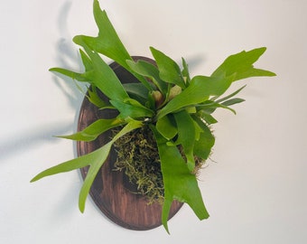 Staghorn Fern Wall Mounted