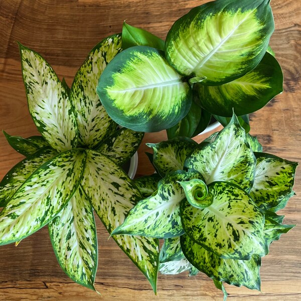 Dieffenbachia Mary Etsy