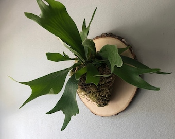 Staghorn Fern Mounted on Live Edge Wood Plaque to mount on wall | Easy Care Wall Décor | Live House Plant | Rare Air Plant