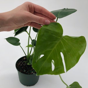 Monstera Deliciosa 4 and 6 Nursery Pot Perfect Beginner Plant Easy Care Houseplant Live Indoor Plant Unique Tropical Plants image 4