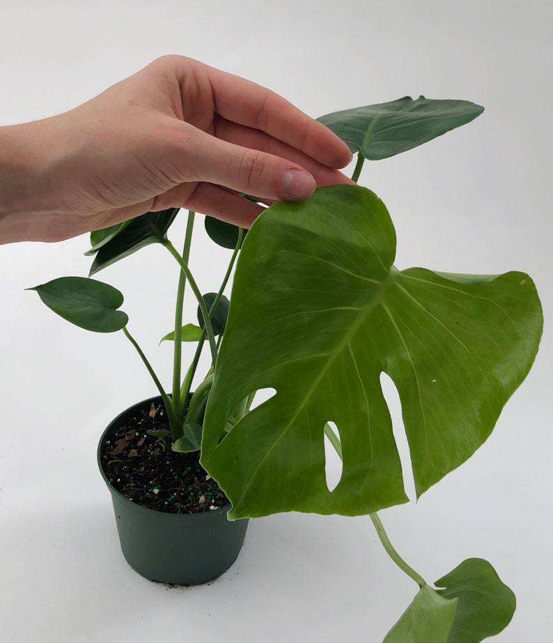 Monstera Deliciosa 4 and 6 Nursery Pot Perfect Beginner Plant Easy Care Houseplant Live Indoor Plant Unique Tropical Plants image 4