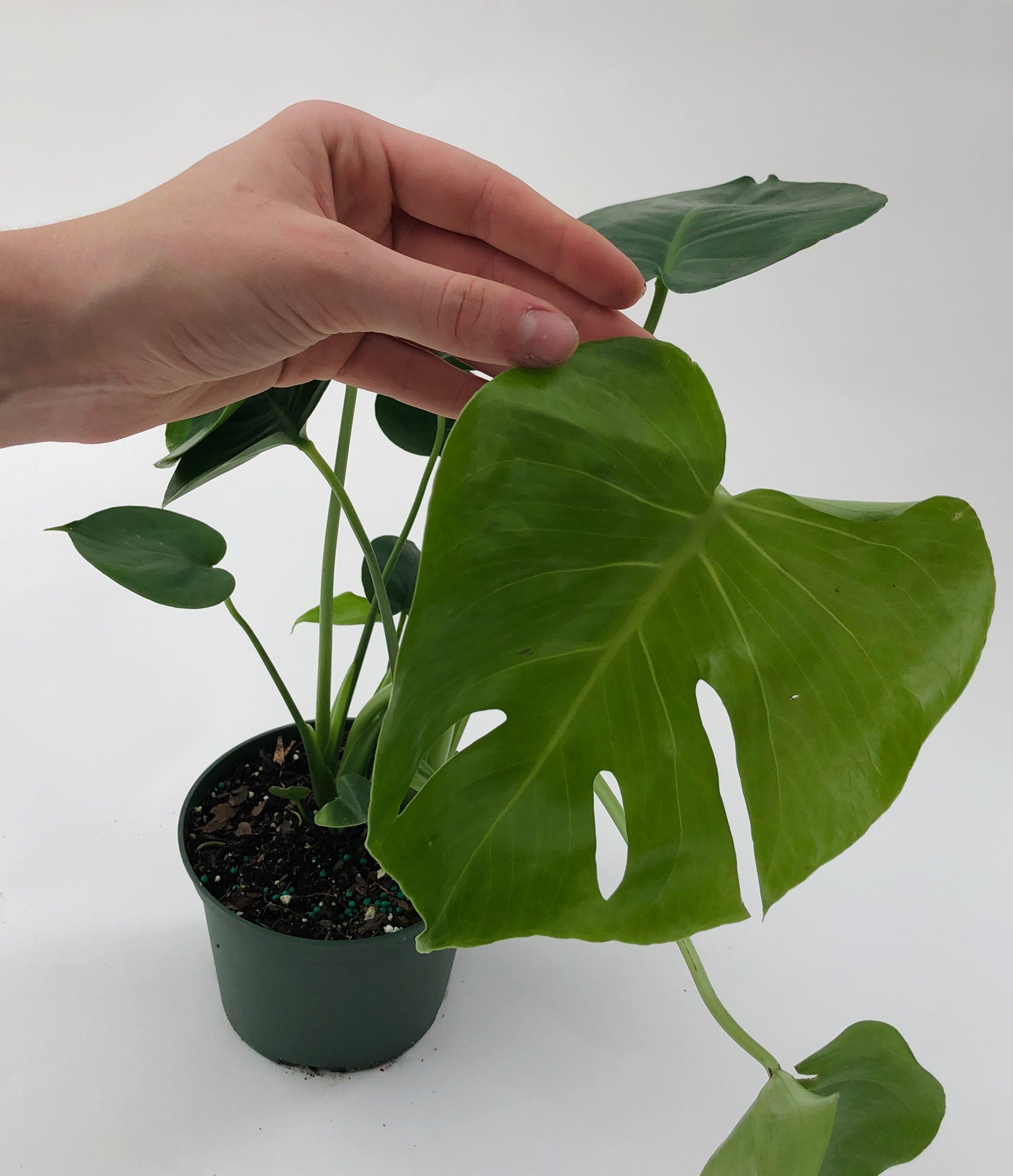 Monstera Deliciosa Pot de pépinière de 4 po et 6 po. Plante parfaite pour  débutant Plante d'intérieur facile d'entretien Plante d'intérieur vivante  Plantes tropicales uniques -  France