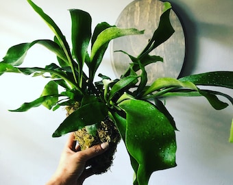 Staghorn Fern Moss Ball | Ready to be mounted on your plaque! | Staghorn Fern in moss ball without plaque.