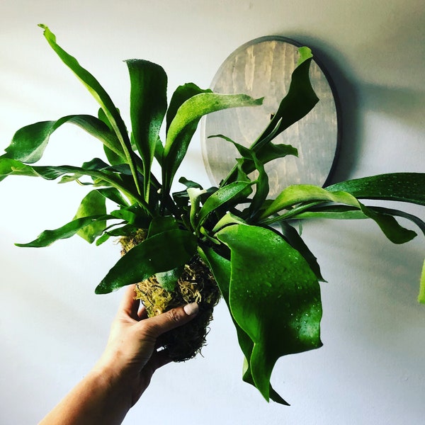 Staghorn Fern Moss Ball | Ready to be mounted on your plaque! | Staghorn Fern in moss ball without plaque.