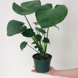 Monstera Deliciosa 4 and 6 Nursery Pot Perfect Beginner Plant Easy Care Houseplant Live Indoor Plant Unique Tropical Plants image 5