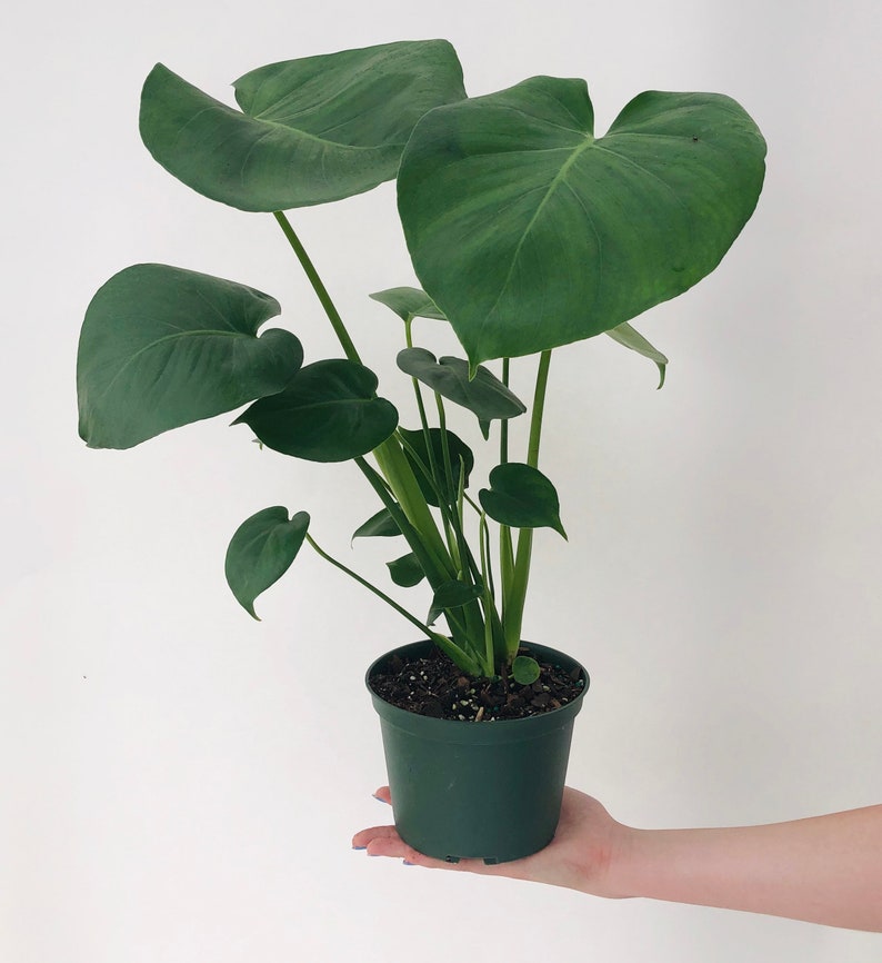 Monstera Deliciosa 4 and 6 Nursery Pot Perfect Beginner Plant Easy Care Houseplant Live Indoor Plant Unique Tropical Plants image 5