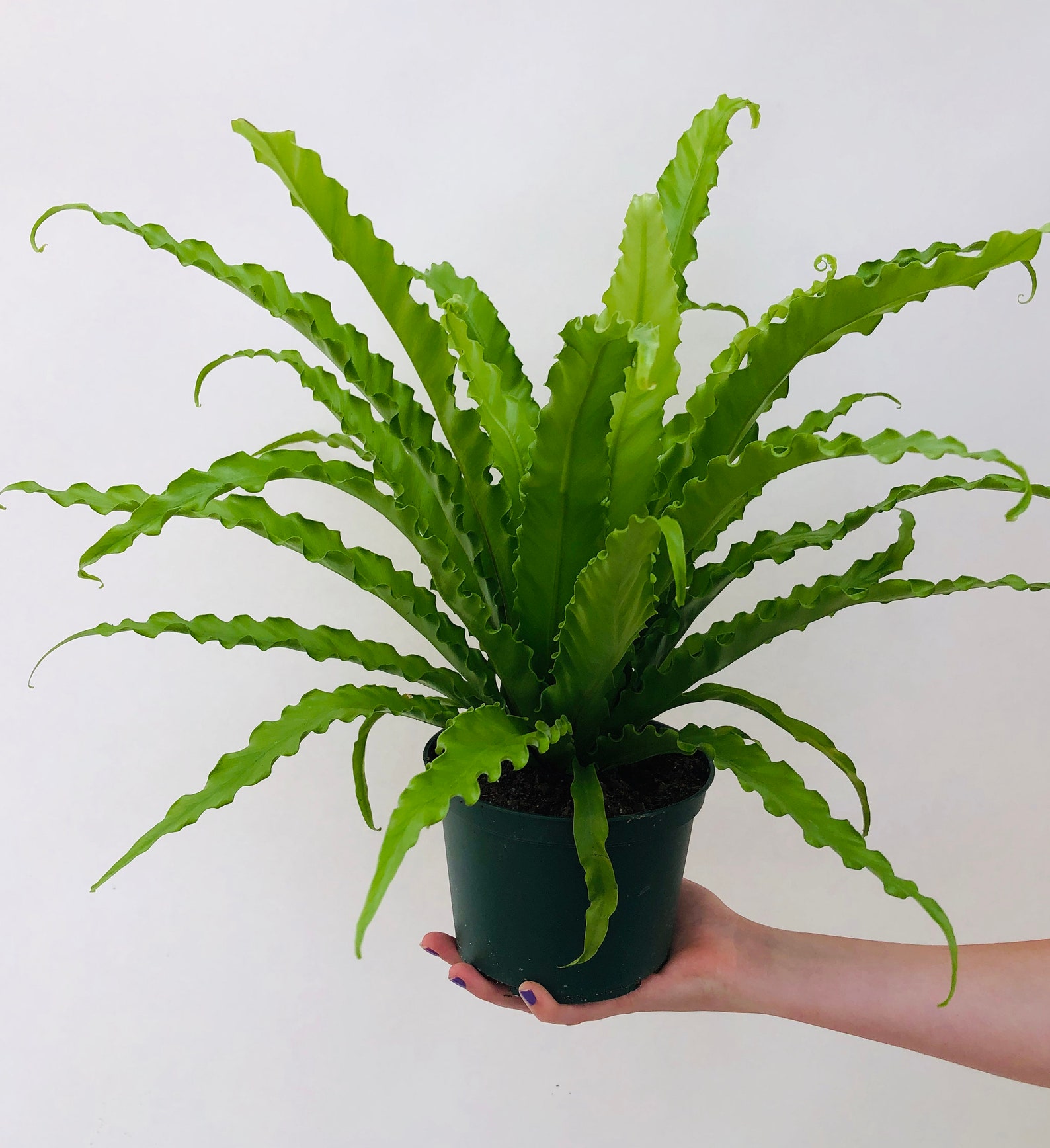 Victoria Bird's Nest Fern 4 and 6 Nursery Etsy