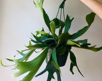 Staghorn Fern Etsy