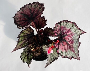 Pink and Silver Rex Begonia | Painted Leaf Begonia | Fancy-leaf begonias | Easy Care Houseplant | Live Indoor Plant | Unique Tropical Plants
