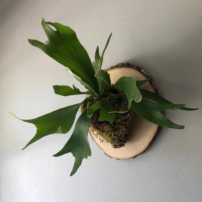 Lush Staghorn Fern on Live Edge Plaque Easy Care House Plant Wall Décor Live Plant Gift Wall Hanging Plant Rare Houseplant image 4