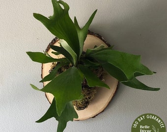 Fougère staghorn luxuriante sur la plaque « Live Edge » | Plante d’intérieur facile d’entretien | Décoration murale | Cadeau de plantes vivantes | Plante suspendue au mur | Plante d'intérieur rare