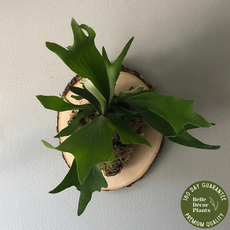 Lush Staghorn Fern on Live Edge Plaque Easy Care House Plant Wall Décor Live Plant Gift Wall Hanging Plant Rare Houseplant image 1