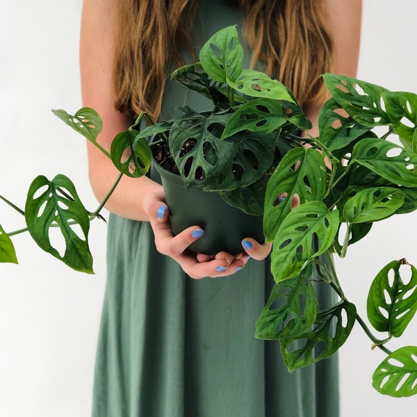 Fromage suisse Monstera | Pot de 4", 6" ou 8" | Monstera adansonii | Plante d'intérieur facile d'entretien | Plante d'intérieur vivante | Plantes tropicales uniques |