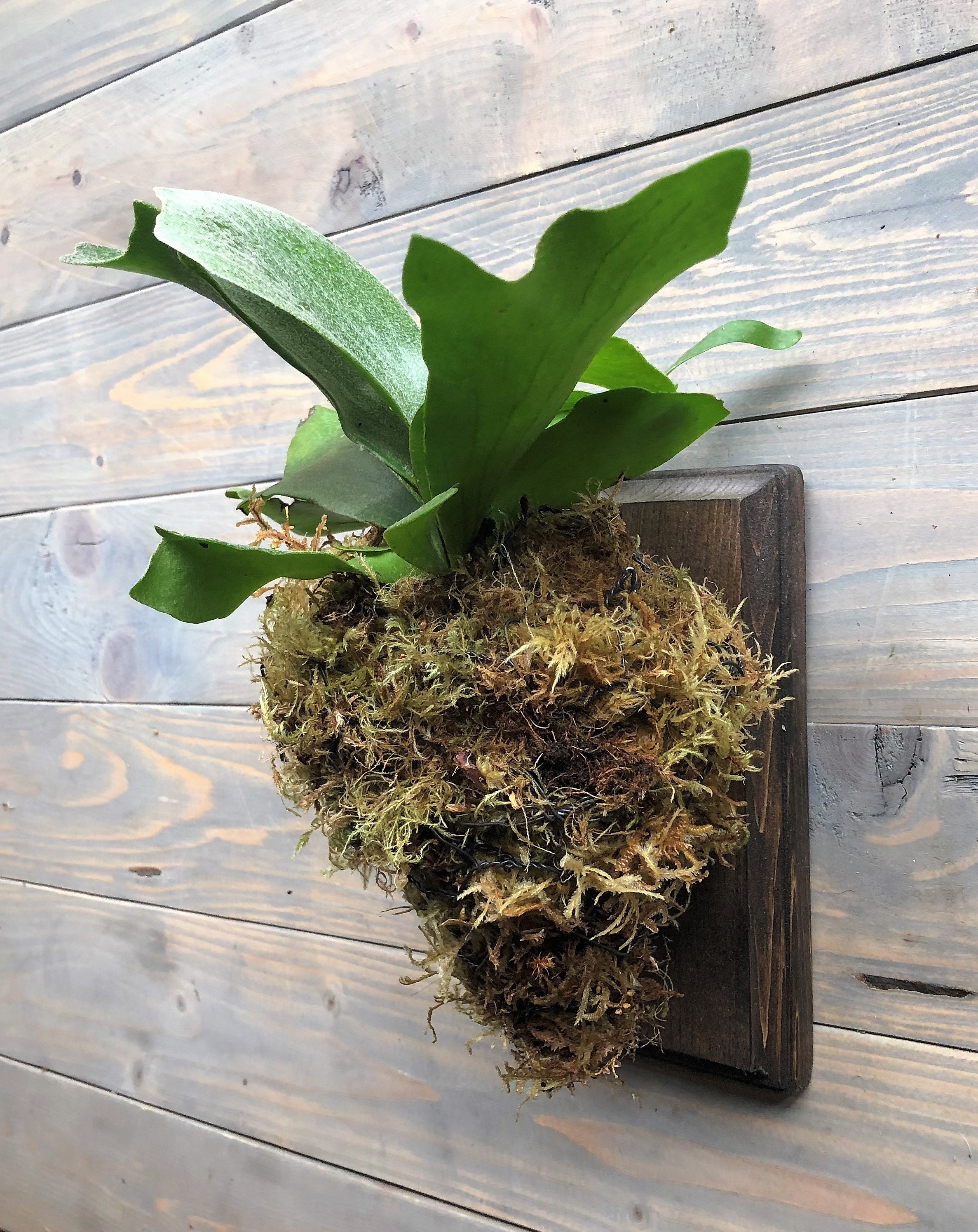 Small Staghorn Fern Wall Mounted Etsy