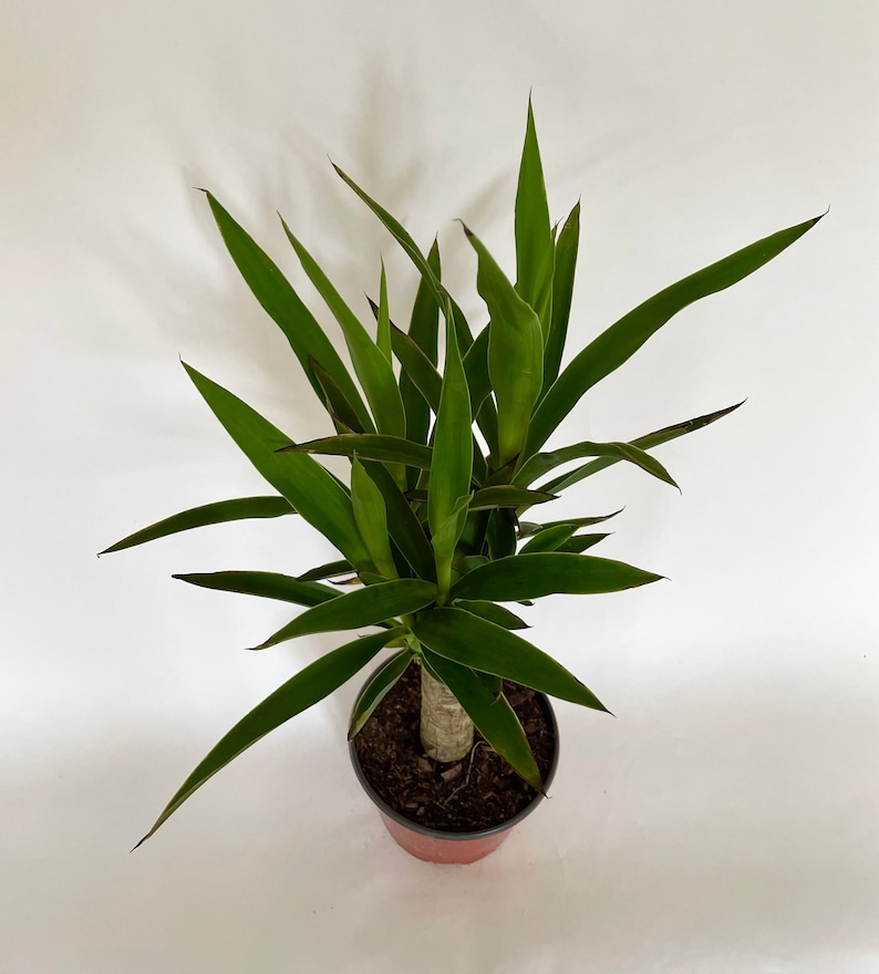Dracaena Yucca Cane 6 Nursery Pot Yucca Gigantea Etsy