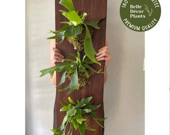 Trois grandes fougères staghorn fixées au mur sur une plaque en pin teinté personnalisée | Décoration murale végétale | Plante tropicale vivante | Centrale aérienne de Kokedama |