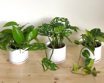 The Trailing Collection: three trailing plants potted in ceramic pots, philodendron brasil, monstera swiss cheese, jade pothos