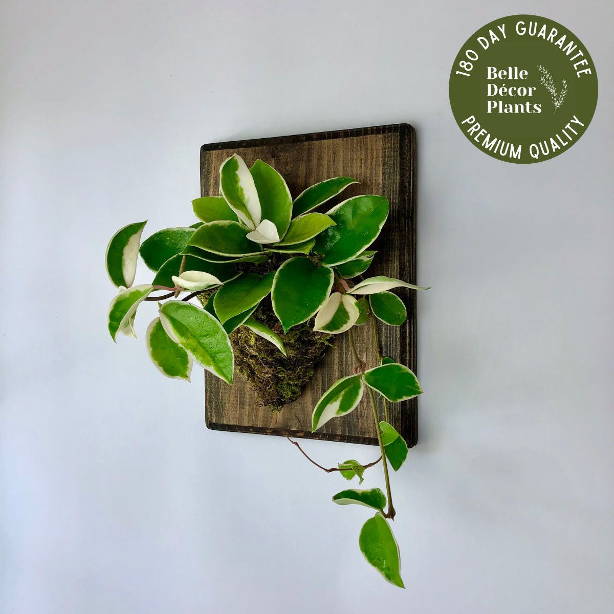 How to Make a Wood Mounted Hoya - City Floral Garden Center