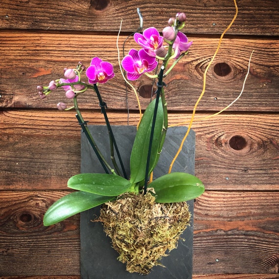 Wall Mounted Pink Phalaenopsis Orchid Mothers Day Live Plant Flower - Hanging Orchids On Walls Wall Mounted Pink Phalaenopsis Orchid Mothers Day Live Plant Flower - Hanging Orchids On Walls