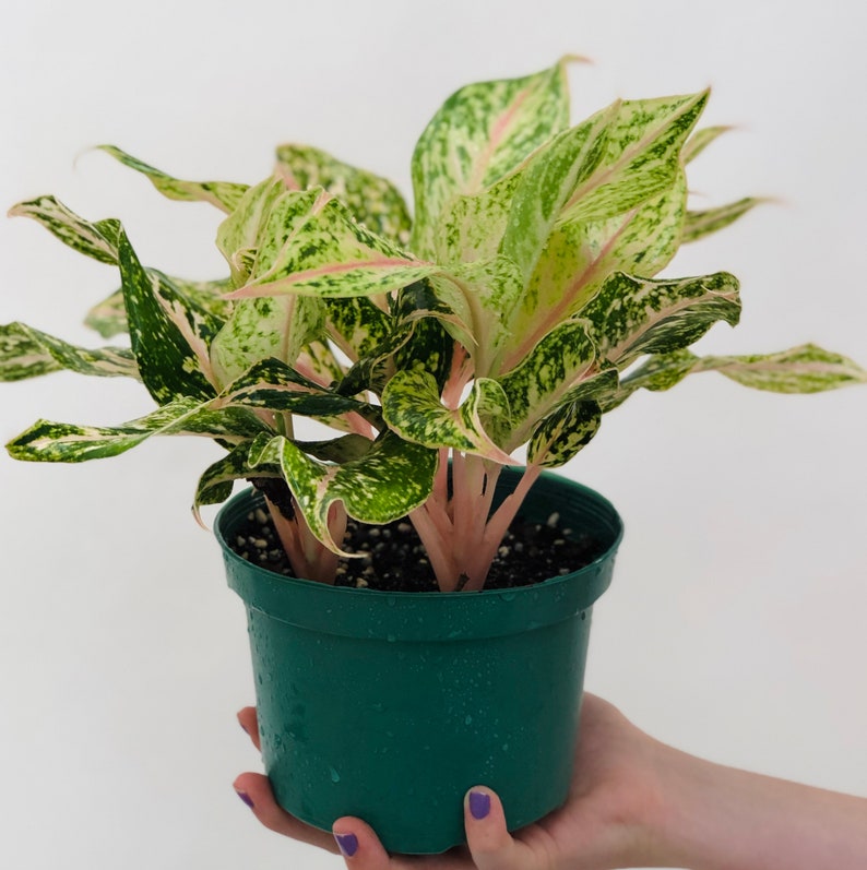 6 Aglaonema Sparkling Sarah | Etsy