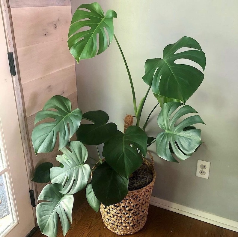 Monstera Deliciosa 4 and 6 Nursery Pot Perfect Beginner Plant Easy Care Houseplant Live Indoor Plant Unique Tropical Plants image 1