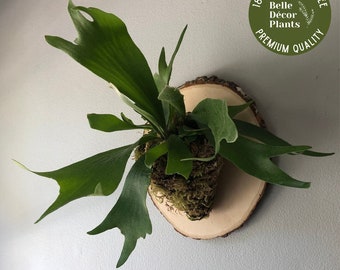 Staghorn Fern Mounted on Live Edge Wood Plaque to mount on wall | Easy Care Wall Décor | Live House Plant | Rare Air Plant