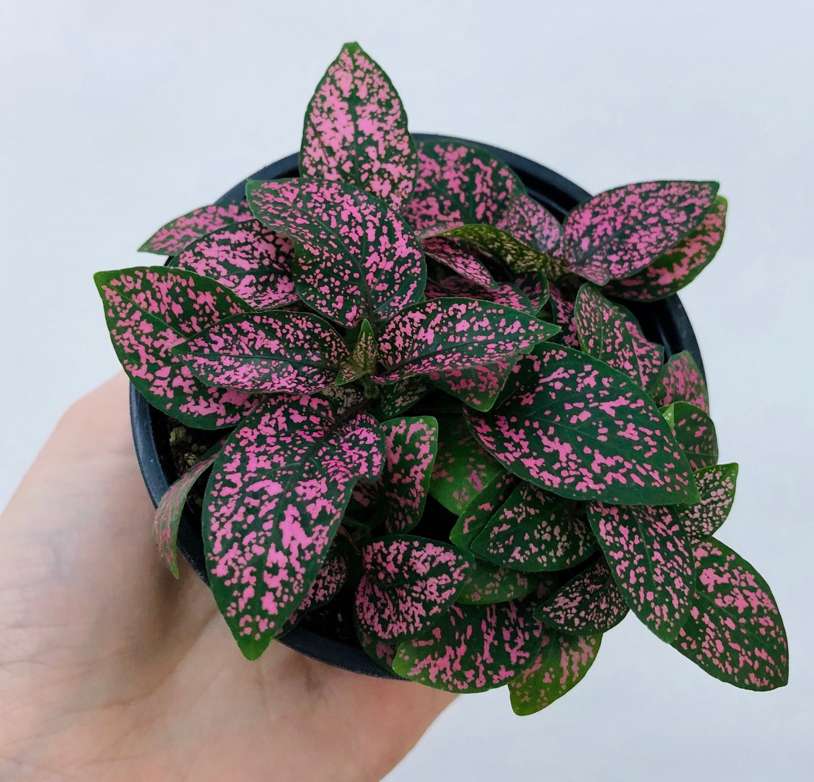 Pink Polka Dot Plant in 4 nursery pot with soil Etsy