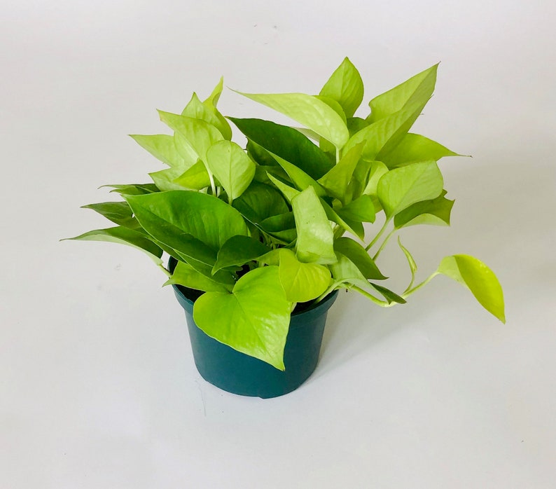 Neon Pothos trailing plant Etsy