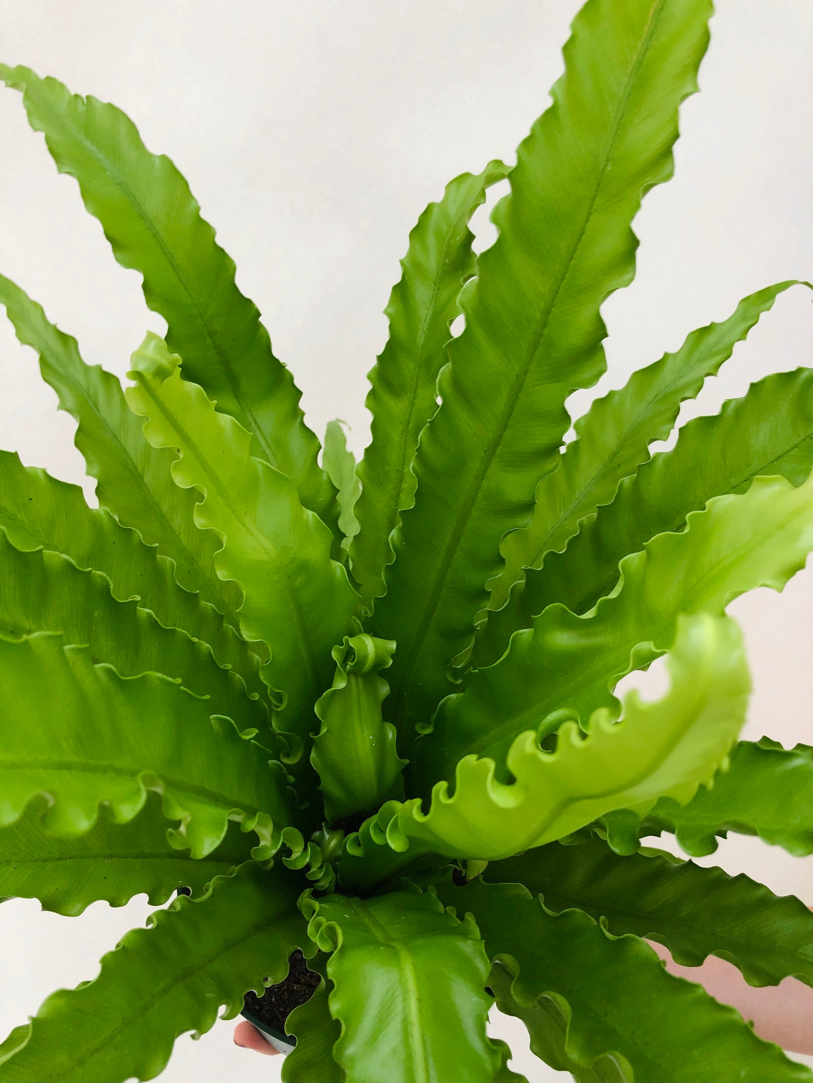 Victoria Bird's Nest Fern 4 and 6 Nursery Etsy