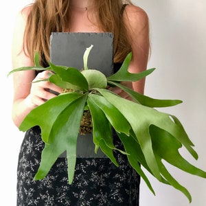 Staghorn Fern on Stone Slate Plaque Wall Mounted Easy Care Plant Live House Plant Wall Décor Interior Design Rare Air Plant image 2