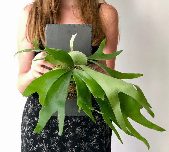 Large Staghorn Fern On Stone Slate Plaque Easy Care Wall Etsy