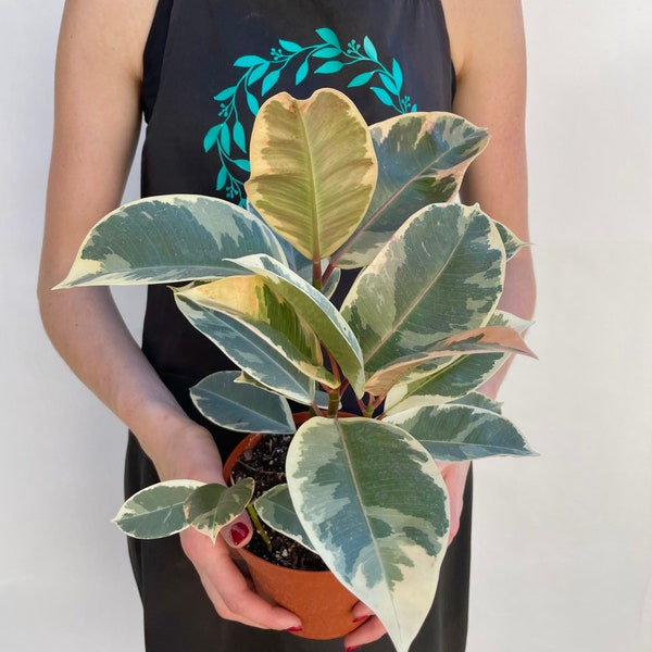 Rare Ficus Tineke | 4" or 6" Nursery Pot | Variegated | Easy Care Houseplant | Live Indoor Plant | Unique Tropical Plants | Staghorn Fern |