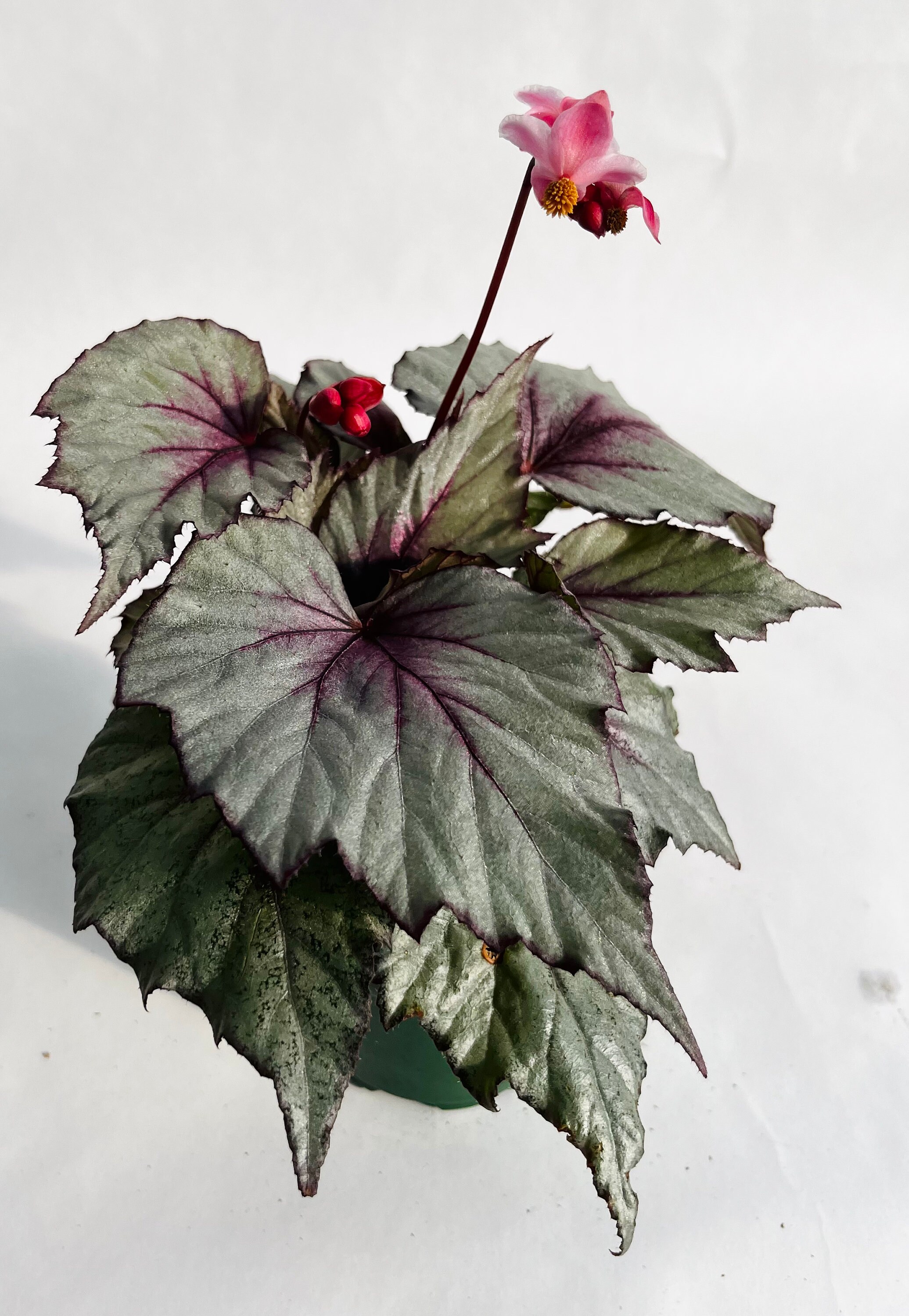 Purple Begonia - Etsy