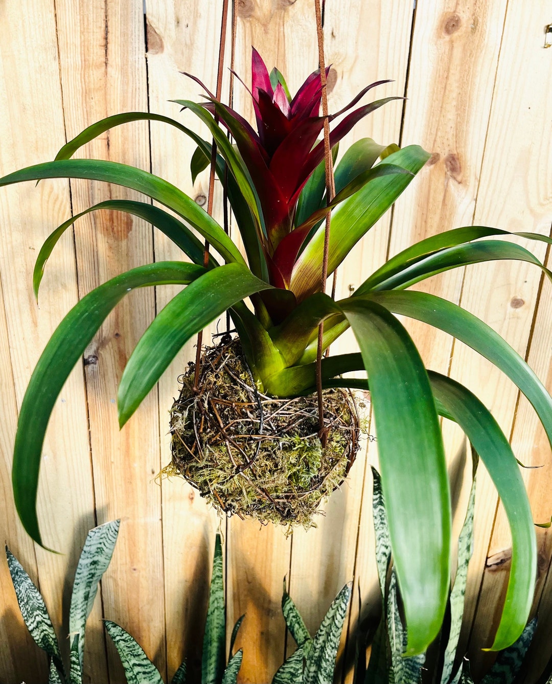 Hanging Guzmania Bromeliad Kokedama Moss Ball Japanese Moss - Etsy