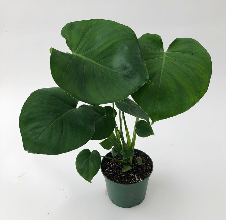 Monstera Deliciosa 4 and 6 Nursery Pot Perfect Beginner Plant Easy Care Houseplant Live Indoor Plant Unique Tropical Plants image 6