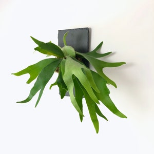 Staghorn Fern on Stone Slate Plaque Wall Mounted Easy Care Plant Live House Plant Wall Décor Interior Design Rare Air Plant image 4