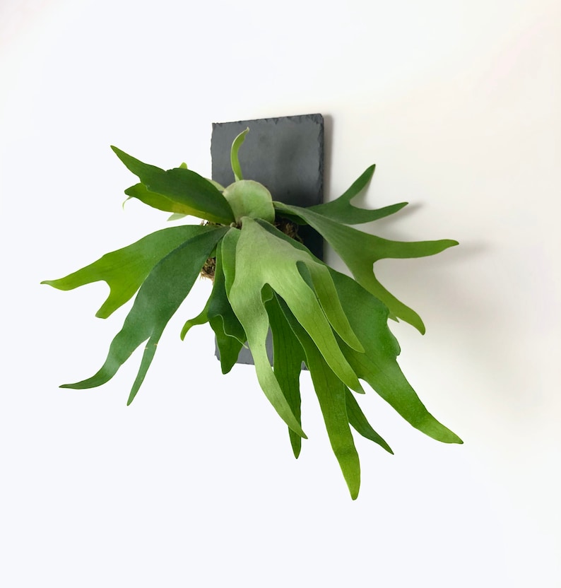 Staghorn Fern on Stone Slate Plaque Wall Mounted Easy Care Plant Live House Plant Wall Décor Interior Design Rare Air Plant image 4