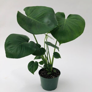 Monstera Deliciosa 4 and 6 Nursery Pot Perfect Beginner Plant Easy Care Houseplant Live Indoor Plant Unique Tropical Plants image 7