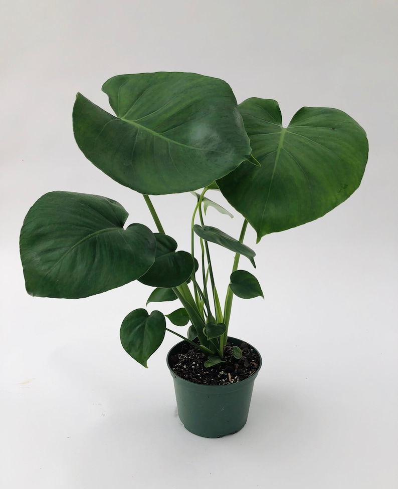 Monstera Deliciosa 4 and 6 Nursery Pot Perfect Beginner Plant Easy Care Houseplant Live Indoor Plant Unique Tropical Plants image 7
