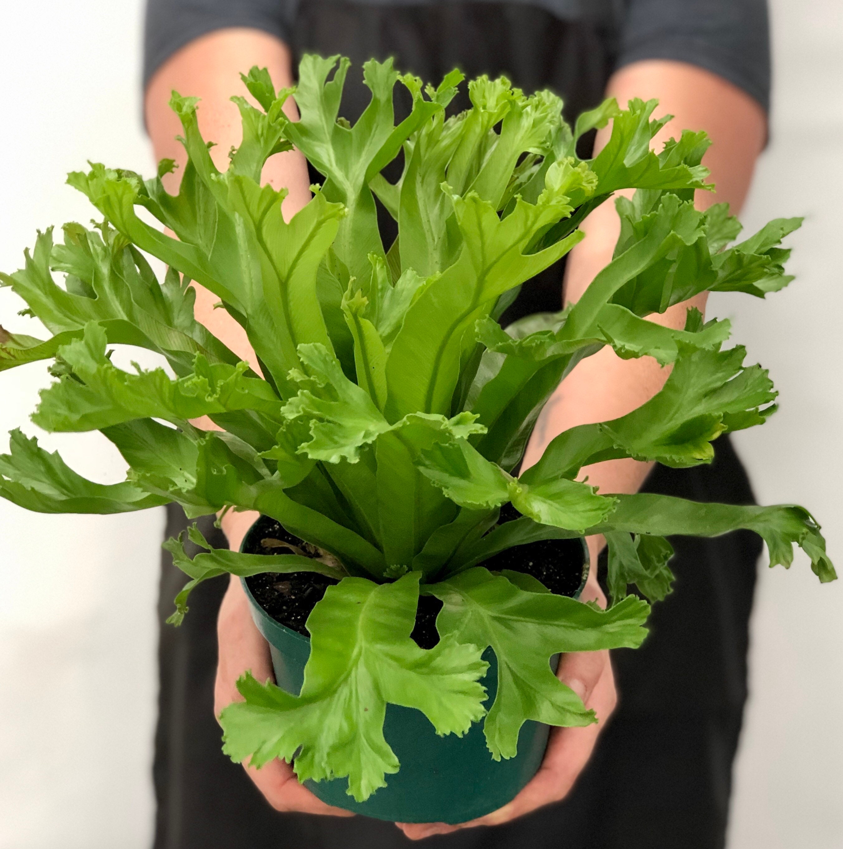 Crested Japanese Bird's nest fern / Asplenium Antiquum Etsy