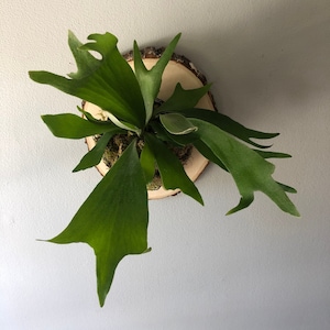 Lush Staghorn Fern on Live Edge Plaque Easy Care House Plant Wall Décor Live Plant Gift Wall Hanging Plant Rare Houseplant image 7