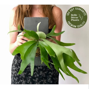 Staghorn Fern on Stone Slate Plaque Wall Mounted Easy Care Plant Live House Plant Wall Décor Interior Design Rare Air Plant image 1